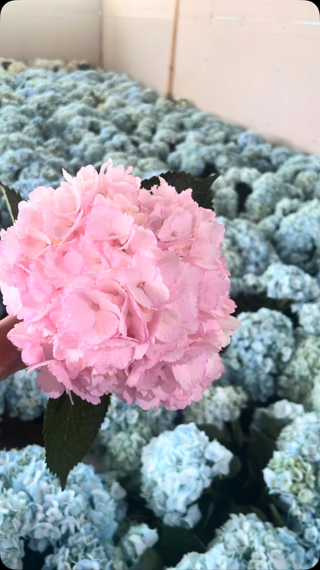 Instagram post from lacomunionflowers. This post is in position 1.