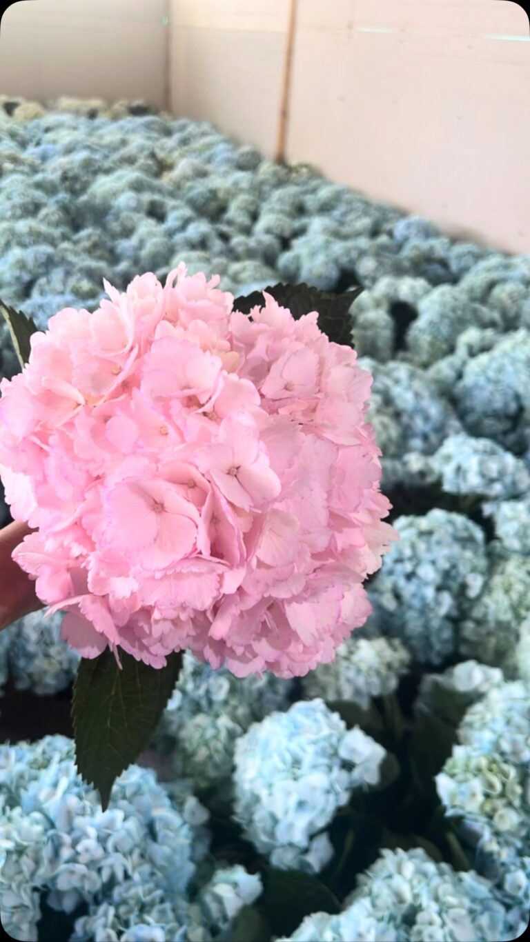 Instagram post from lacomunionflowers. This post is in position 2.