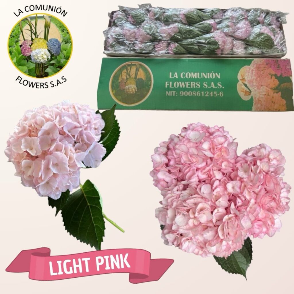 Instagram post from lacomunionflowers. This post is in position 8.