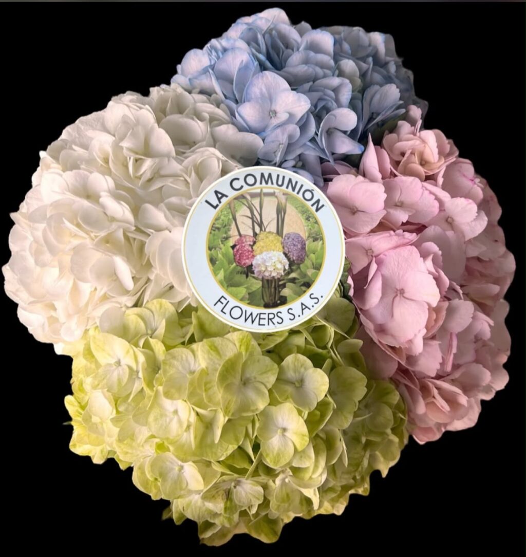 Instagram post from lacomunionflowers. This post is in position 3.