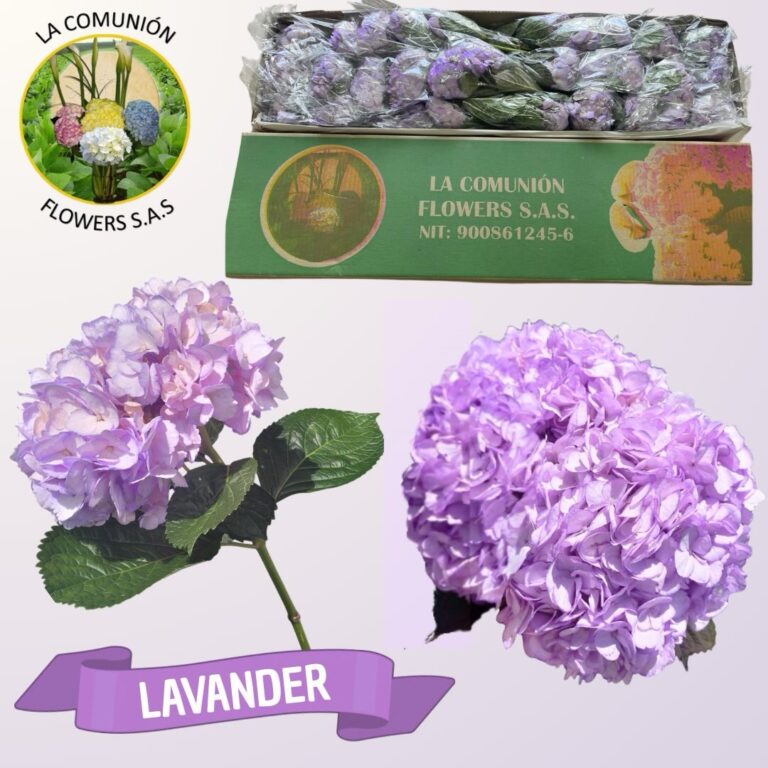 Instagram post from lacomunionflowers. This post is in position 8.
